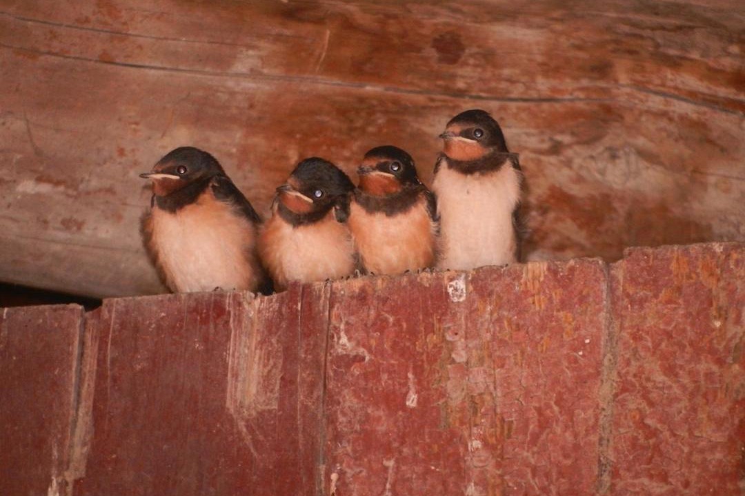 Photo of Others in Orange