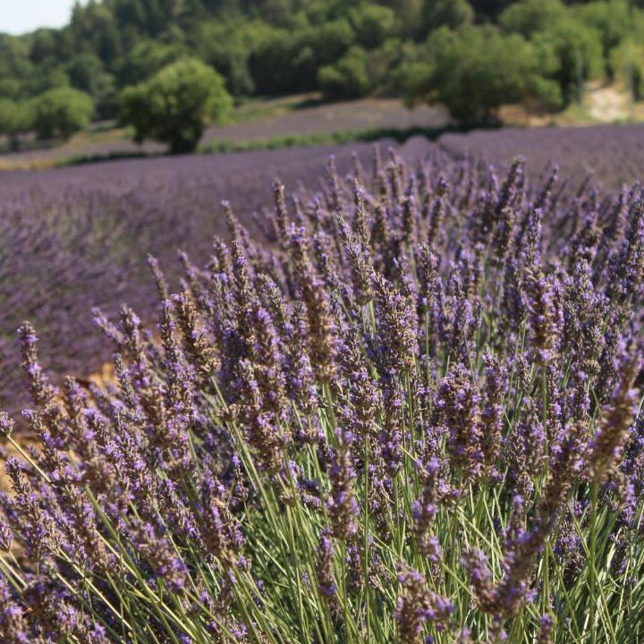Photo of Others in Peyrolles-en-Provence