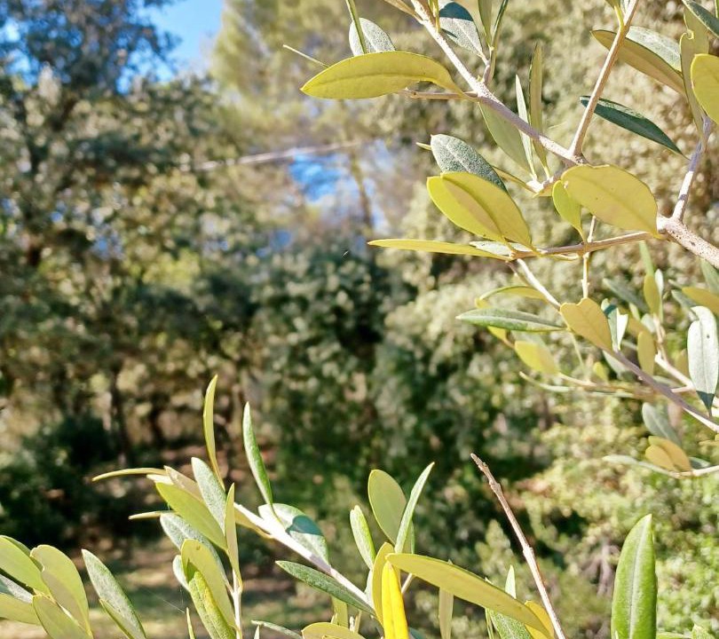 Photo of Outdoor in Peyrolles-en-Provence
