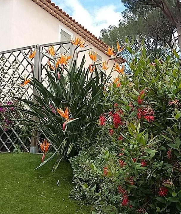 Photo of Others in Bormes-Les-Mimosas