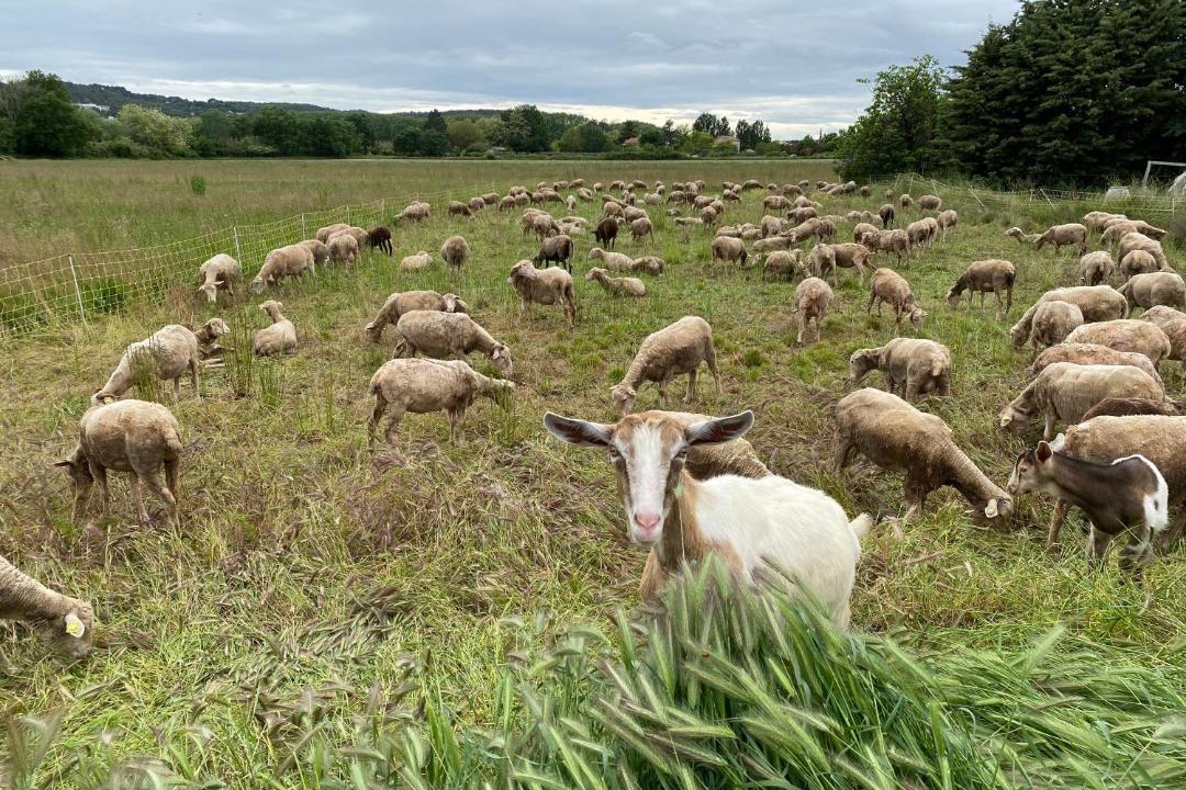 Photo of Others in La Roque-d'Antheron