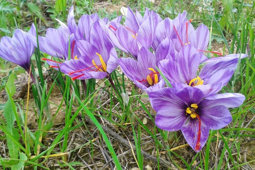 Photo of Outdoor in Monteux