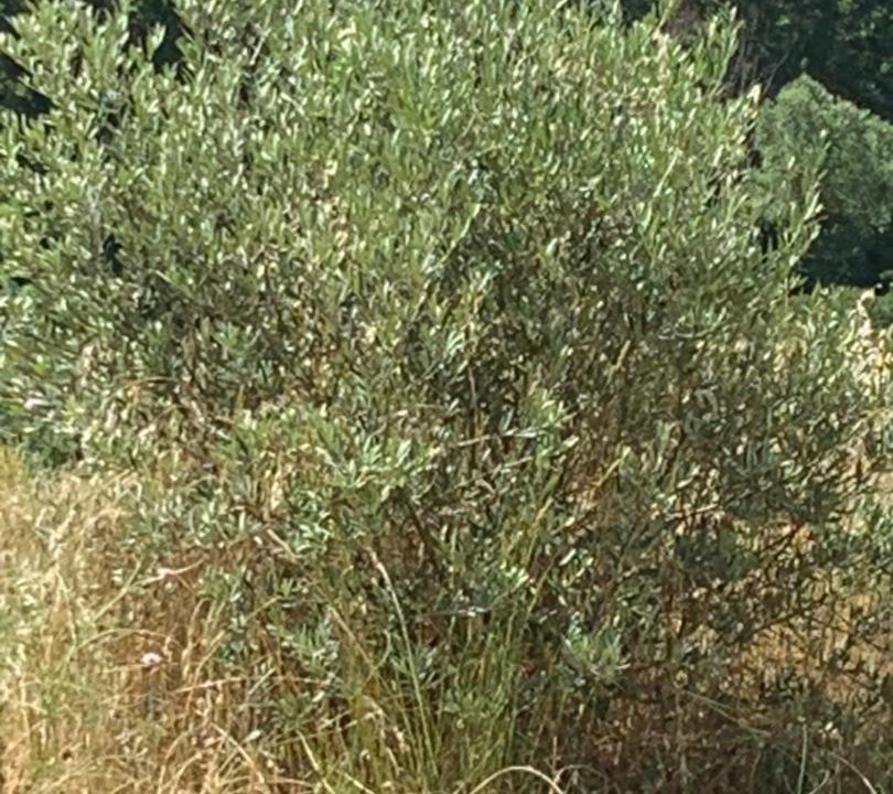 Photo of Outdoor in Roumoules