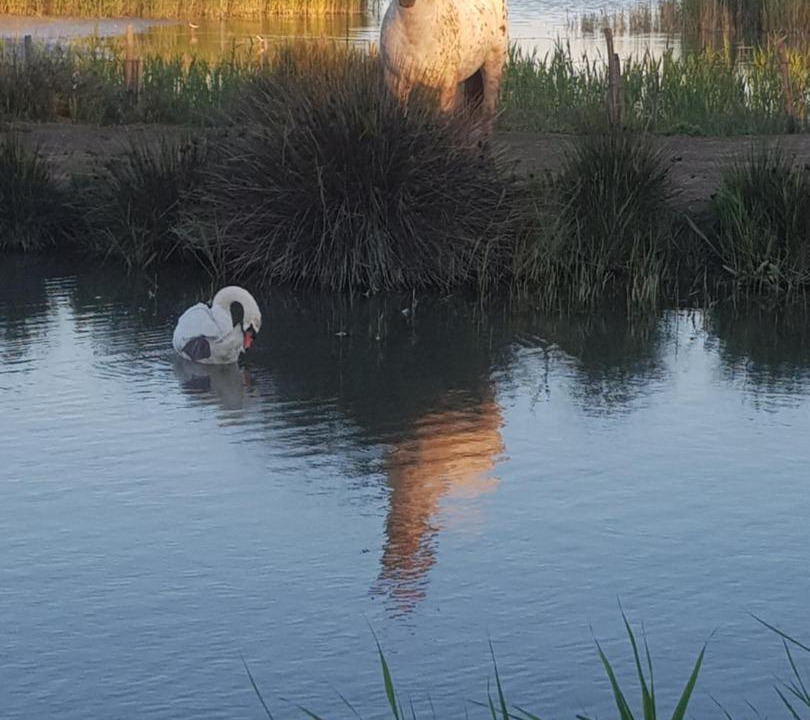 Photo of Others in Saintes-Maries-de-la-Mer