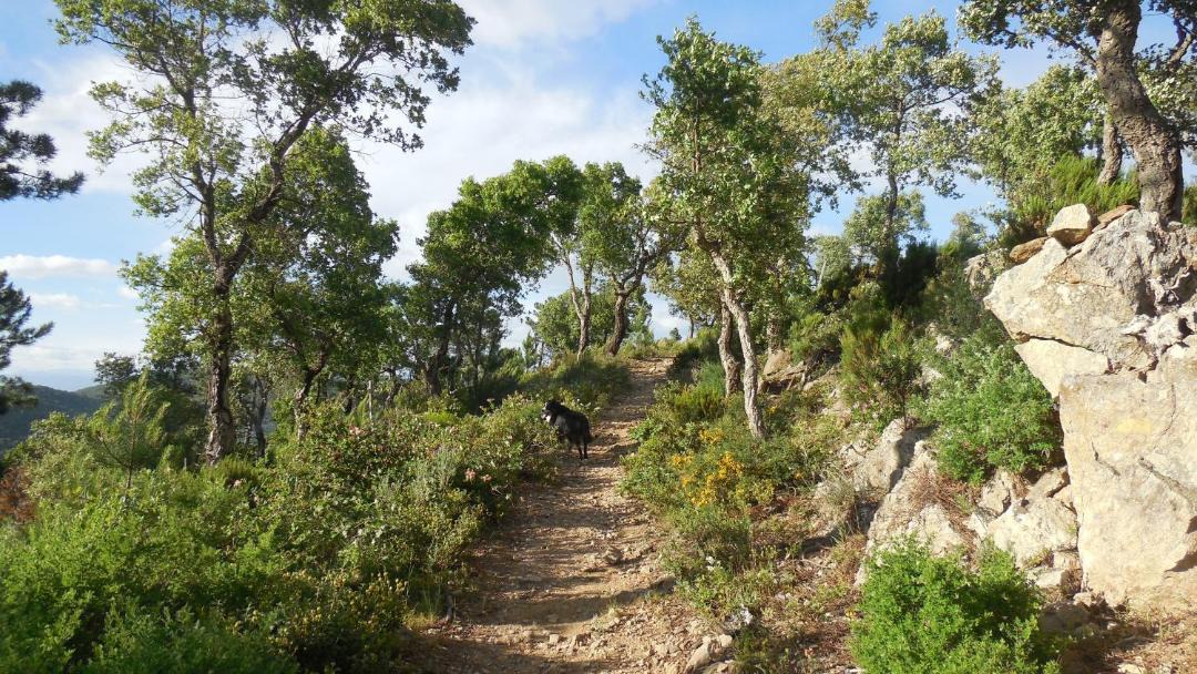 Photo of Outdoor in La Garde-Freinet