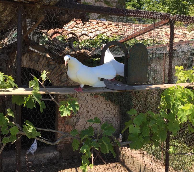 Photo of Others in Brignoles
