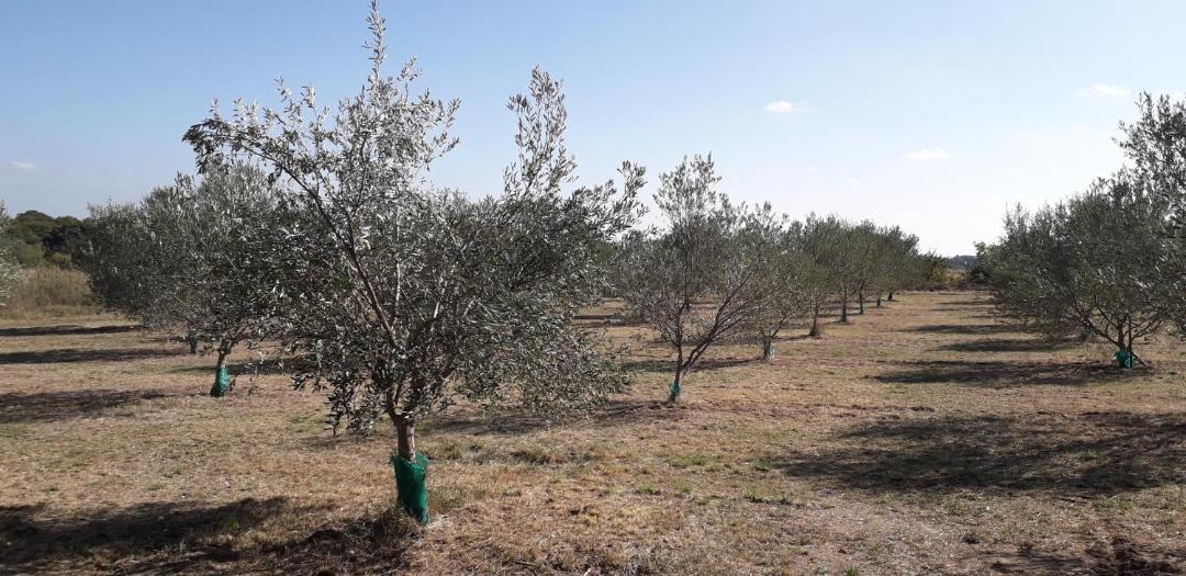 Photo of Outdoor in Ledenon