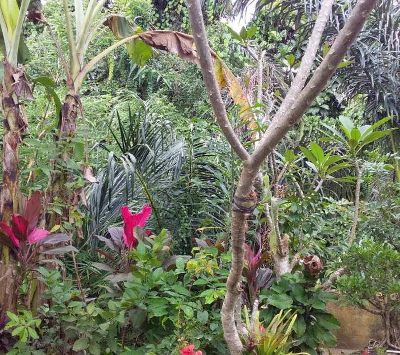 Photo of Others in Ubud